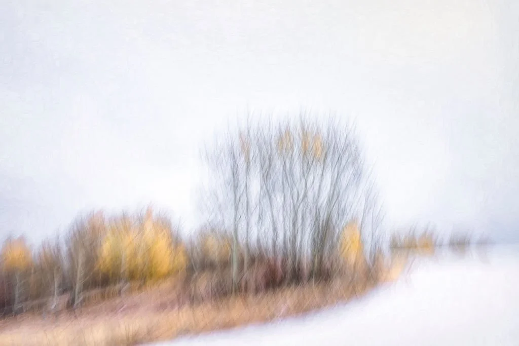 WINTER TREE ABSTRACT PHOTO WITH GOLDEN LEAVES AND SOFT BLUE SKY