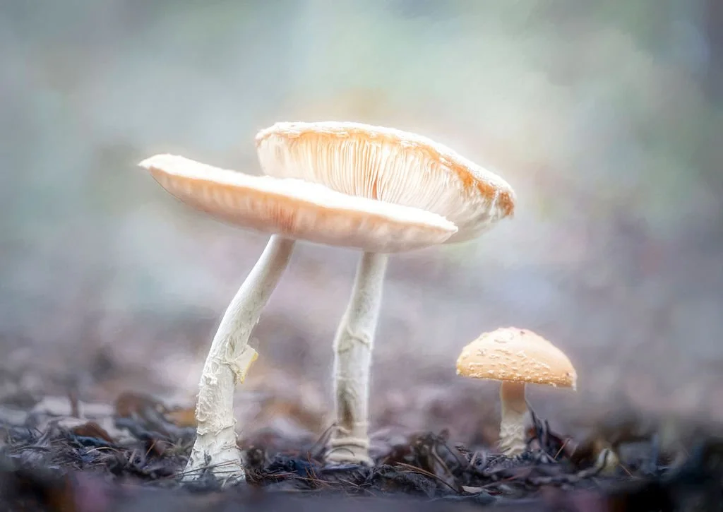 three mushrooms on a forest floor, soft painterly edit