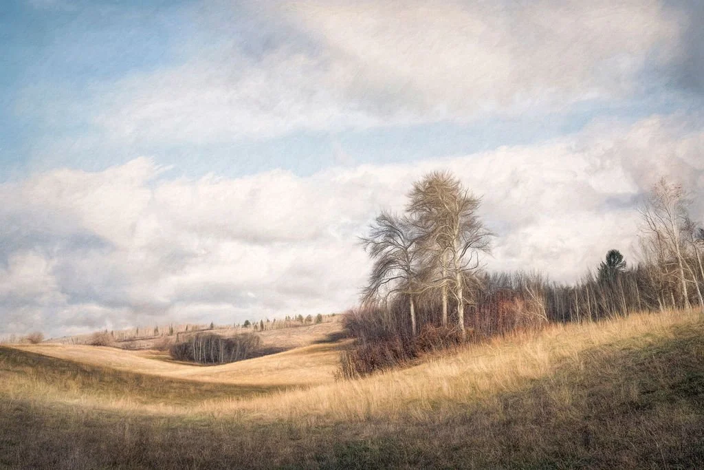ROLLING RURAL HILLS AND LATE AUTUMN ASPEN TREES UNDER A DRAMATIC SKY