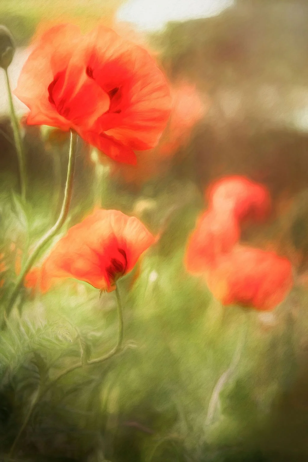 WHISPERING POPPIES IN SPRING LIGHT