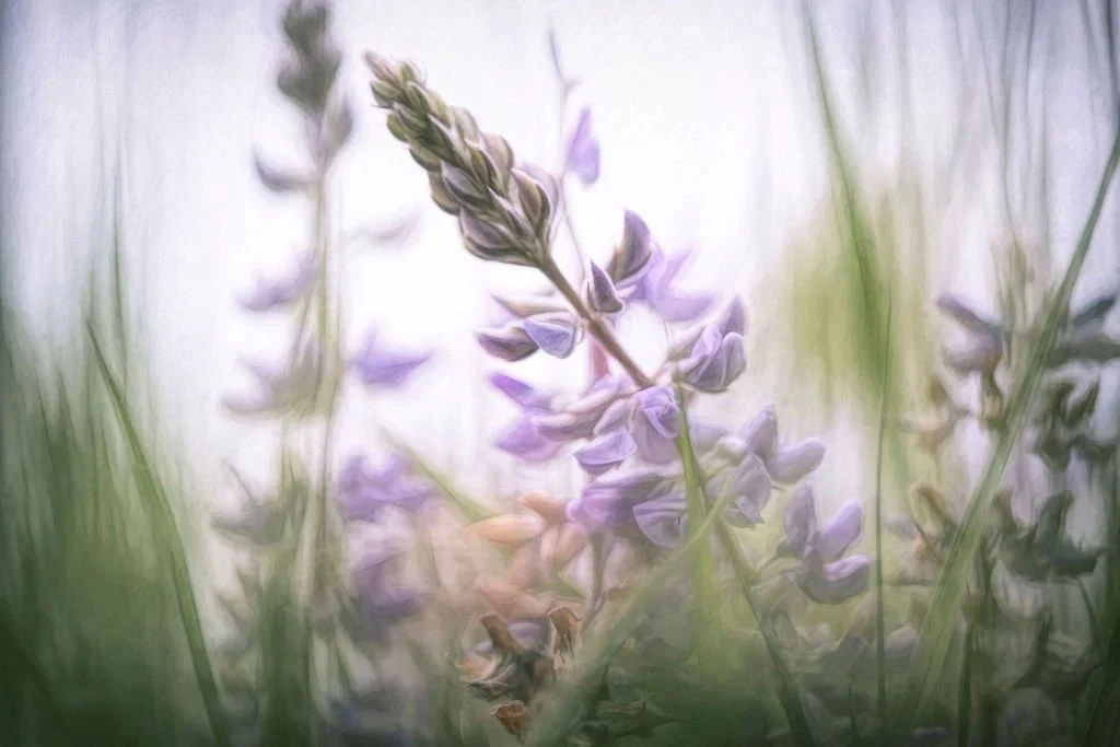 LUPINE BLOOM SWAYING IN A SUMMER BREEZE – FINE ART FLORAL PHOTOGRAPHY