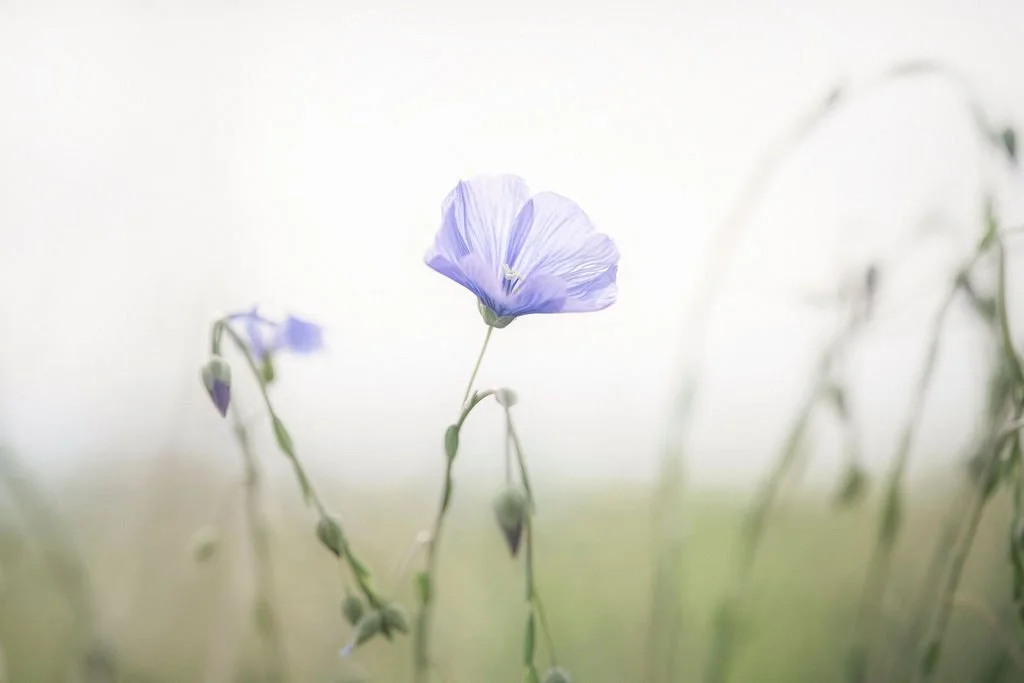 WHERE SILENCE BLOOMS