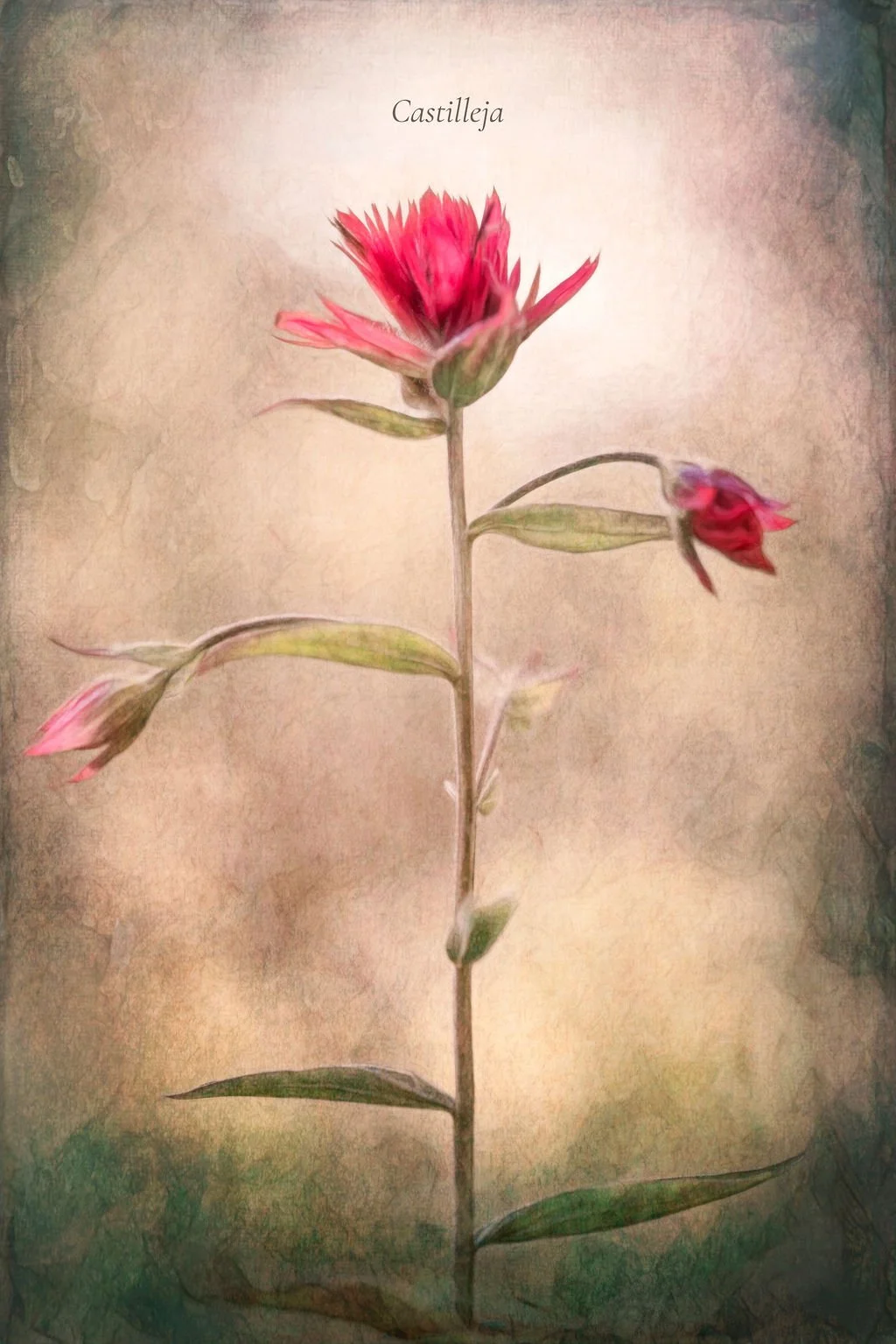 VINTAGE STYLE INDIAN PAINTBRUSH PRINT