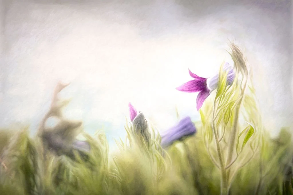 PURPLE SUGAR BOWL WILDFLOWERS DANCING IN THE WIND