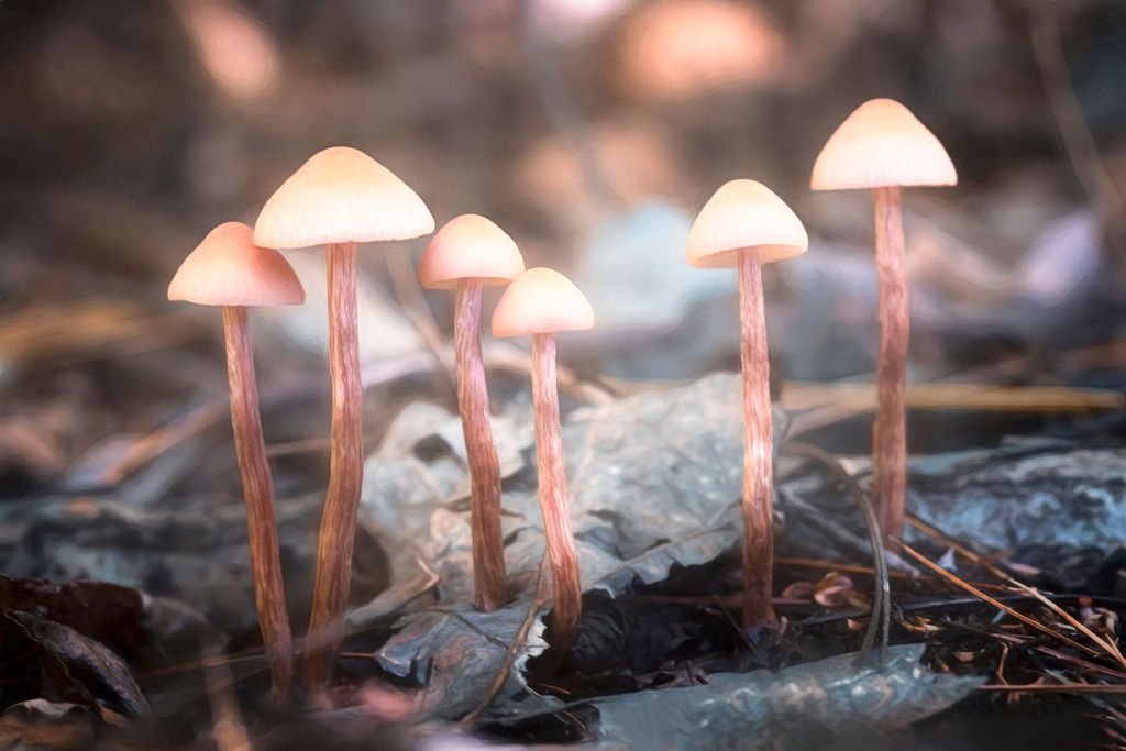 TALL SLENDER MUSHROOMS GROWING AMONG AUTUMN LEAVES