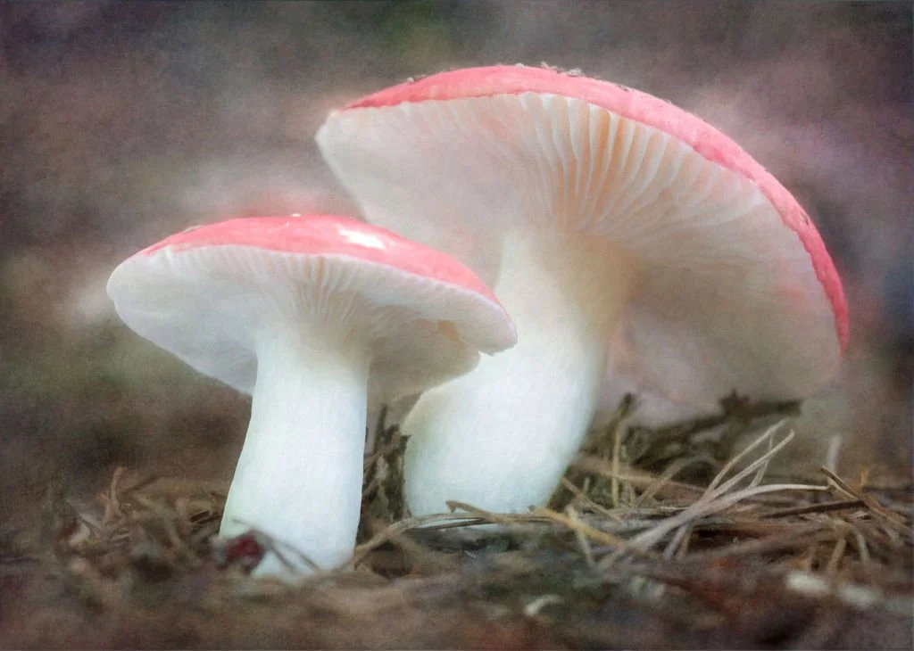RED-CAPPED MUSHROOMS ON A FOREST FLOOR (FLY AGARIC) 