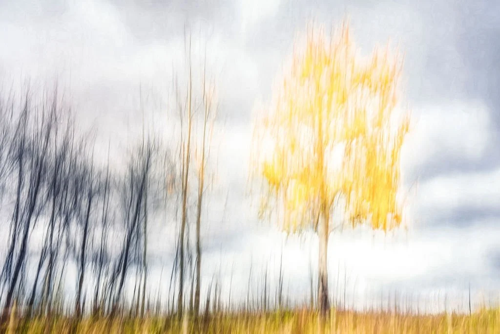 LONE YELLOW TREE ABSTRACT PHOTO WITH STORMY SKY AND MINIMALIST AUTUMN LANDSCAPE
