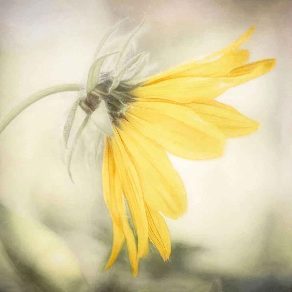 BOTANICAL PHOTO PRINT – ARROWLEAF BALSAMROOT WILDFLOWER 