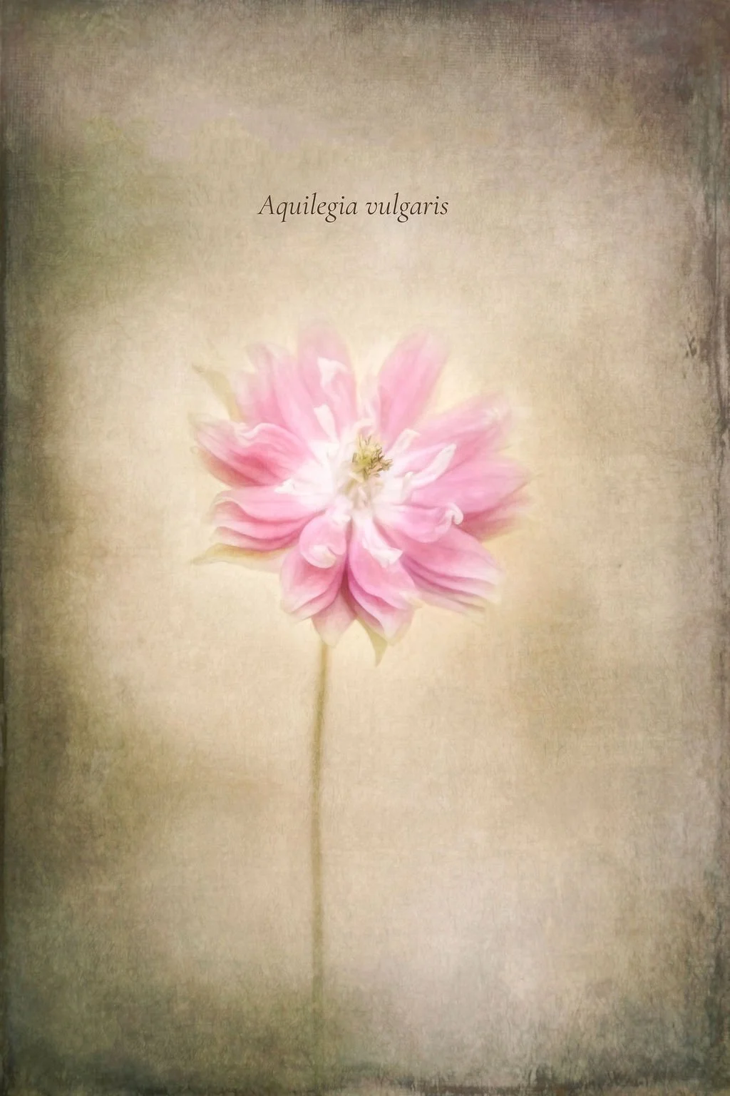 AQUILEGIA VULGARIS VINTAGE STYLE PRINT