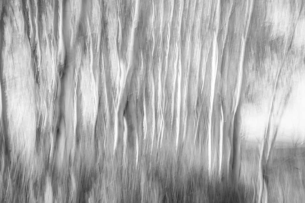 The Shape of Quiet - A Black and White Abstract of Aspens