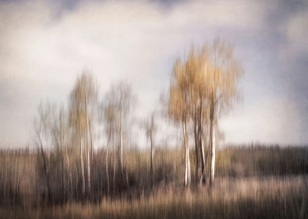 an abstract photograph of autumn aspens in a field, the sky is mainly cloud covered, the trees have yellow leaves, the grass is beige.