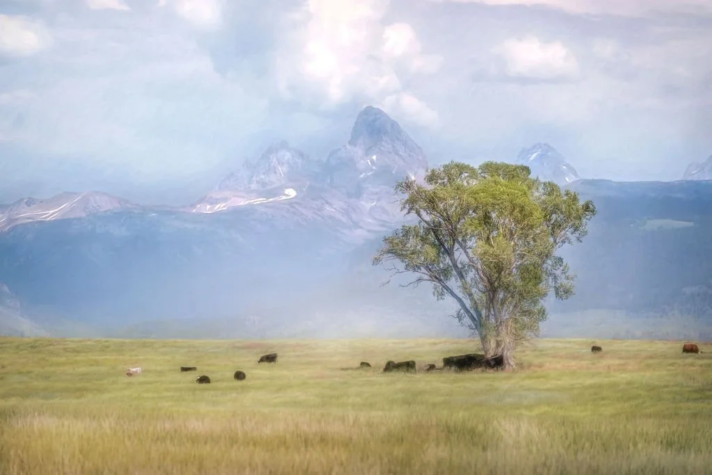 Quiet Majesty - The Grand Teton Mountain Range with Cattle