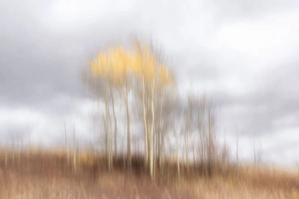 LONELY ASPEN TREES ABSTRACT PHOTO ON AUTUMN HILL WITH SOFT LIGHT AND STORMY SKY 