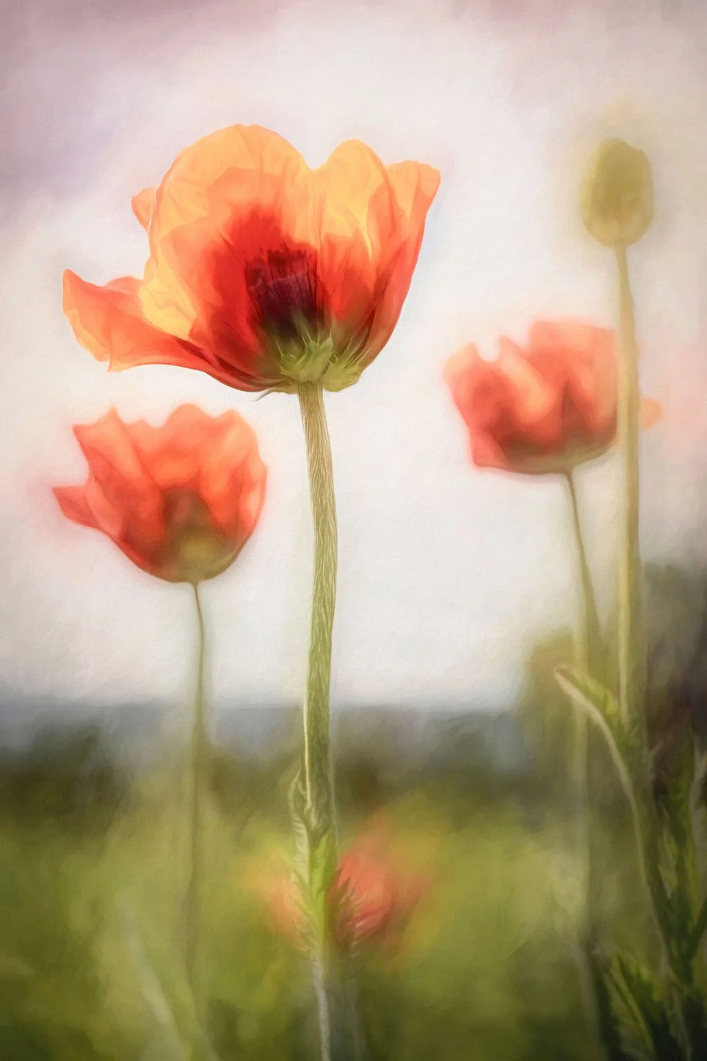 VIBRANT ORANGE POPPIES IN BLOOM WITH A SOFT BACKGROUND AND PAINTERLY LIGHT