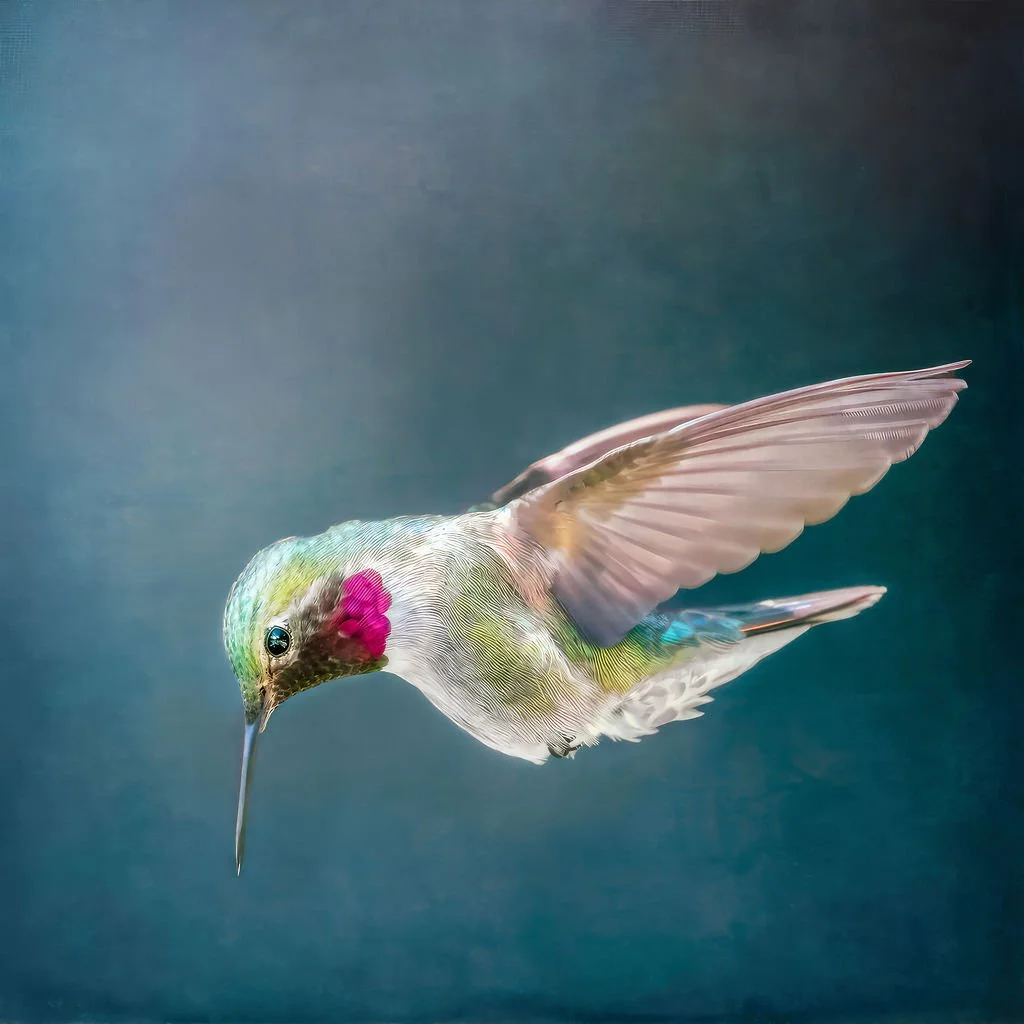 HUMMINGBIRD IN FLIGHT WITH VIBRANT PINK THROAT AND IRIDESCENT FEATHERS