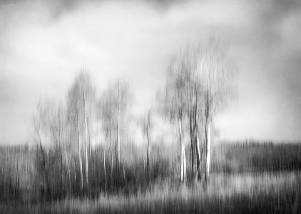 Quiet Grove - A Black and White Abstract Photo of Aspens