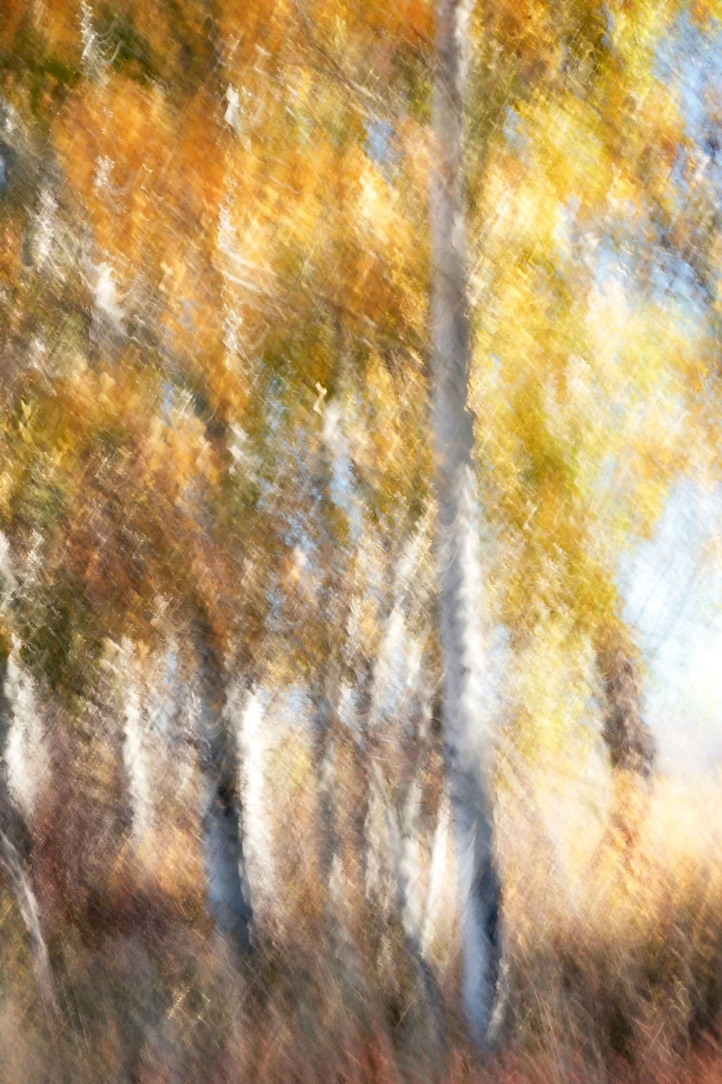 GOLDEN ASPEN TREES ABSTRACT PHOTO WITH FALL FOLIAGE AND PAINTERLY TEXTURE