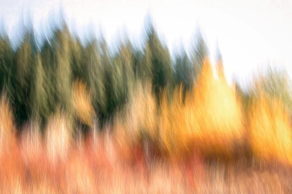 AUTUMN FOREST EDGE ABSTRACT PHOTO WITH EVERGREENS AND ASPEN TREES IN FALL COLORS