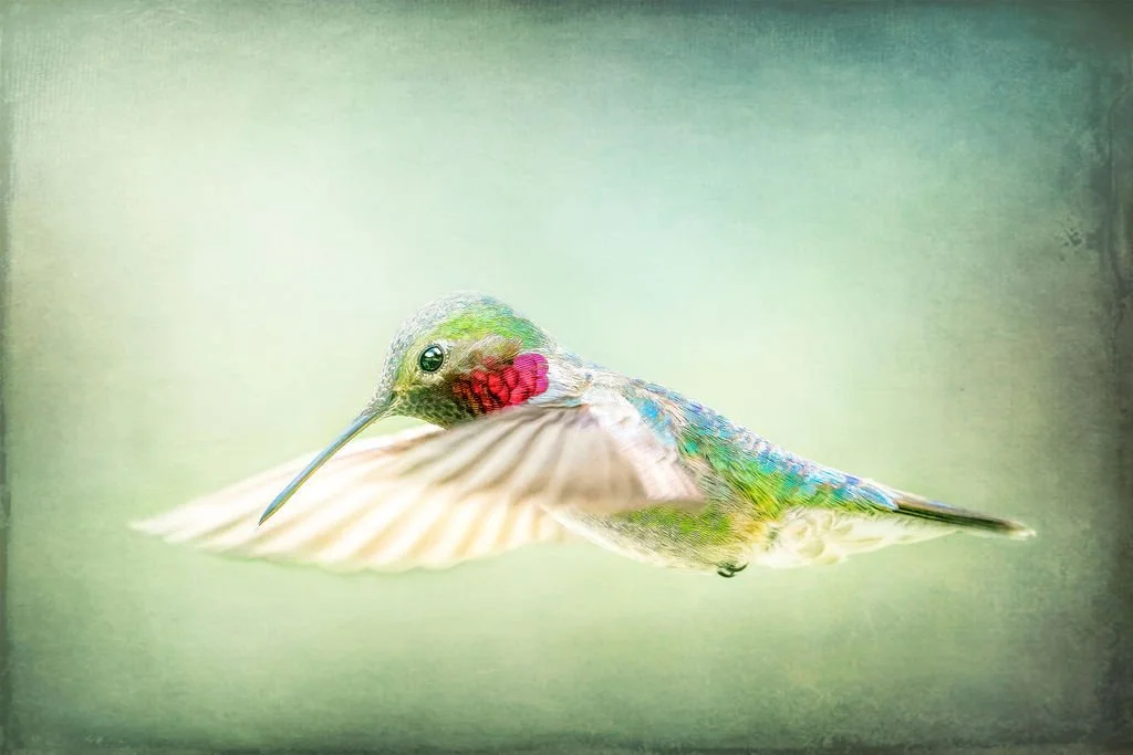 HUMMINGBIRD IN MID-FLIGHT WITH BRIGHT PINK THROAT