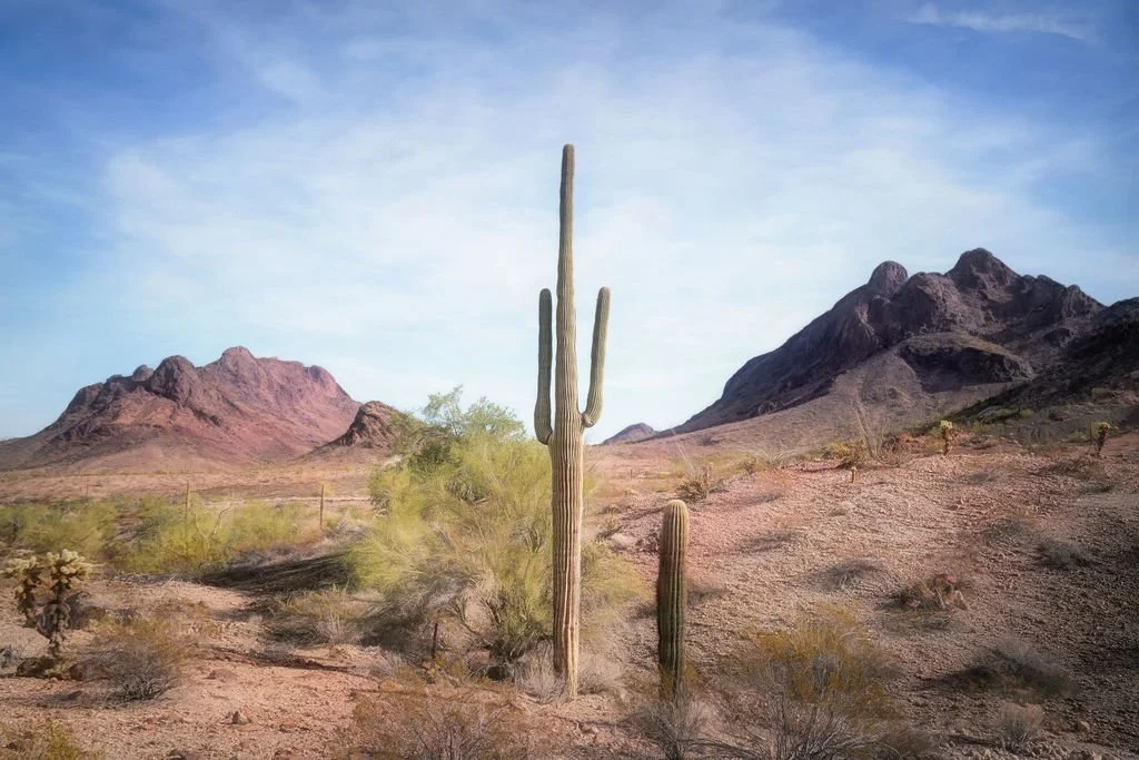 ARIZONA DESERT LANDSCAPE PHOTO WITH SAGUARO CACTUS AND MOUNTAIN BACKDROP UNDER BLUE SKY