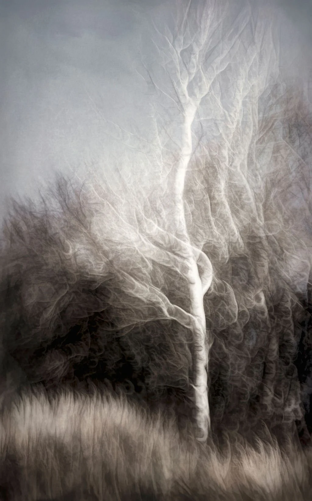LONE WHITE ASPEN ABSTRACT TREE IN MUTED WINTER TONES
