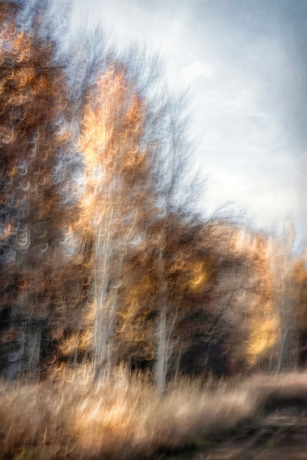 GLOWING AUTUMN ASPENS ABSTRACT PHOTO WITH SWIRLING LIGHT AND PAINTERLY TEXTURE