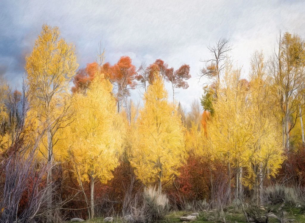 BRIGHT YELLOW ASPEN TREES IN AUTUMN FOREST LANDSCAPE WITH PAINTERLY TEXTURE EFFECT