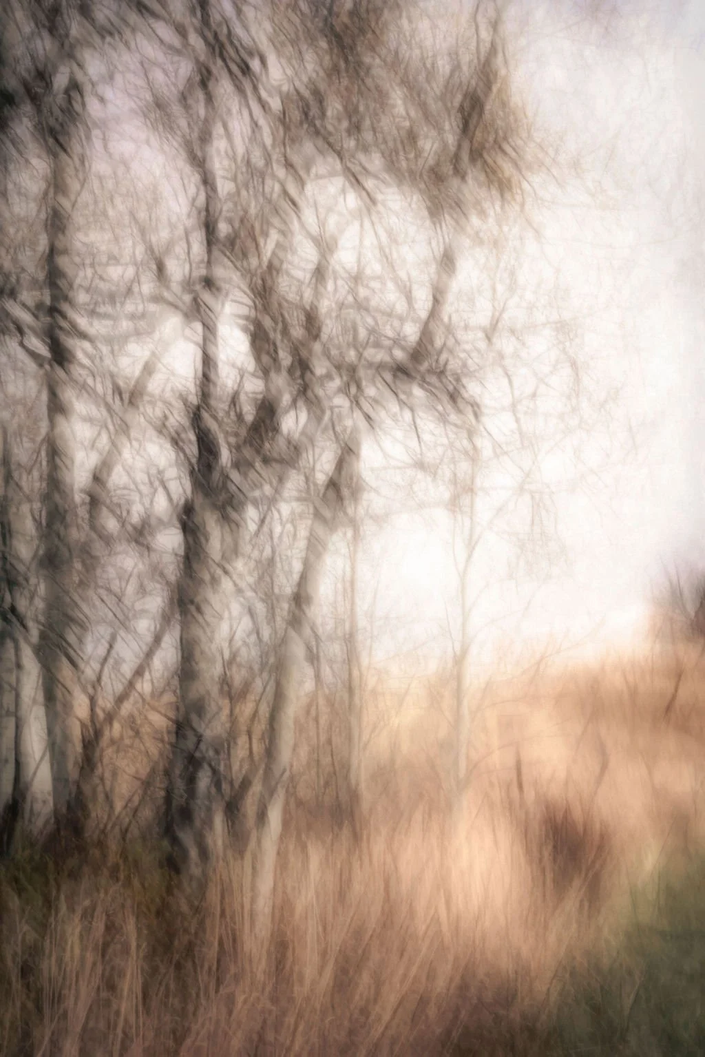 BARE ASPEN TREES IN AUTUMN FIELD ABSTRACT LANDSCAPE 