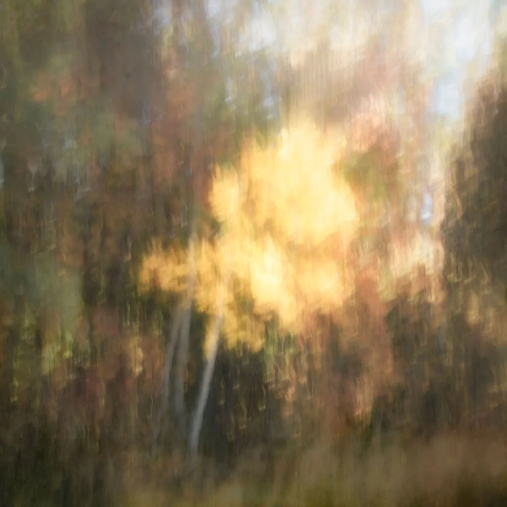 QUIET AUTUMN LIGHT