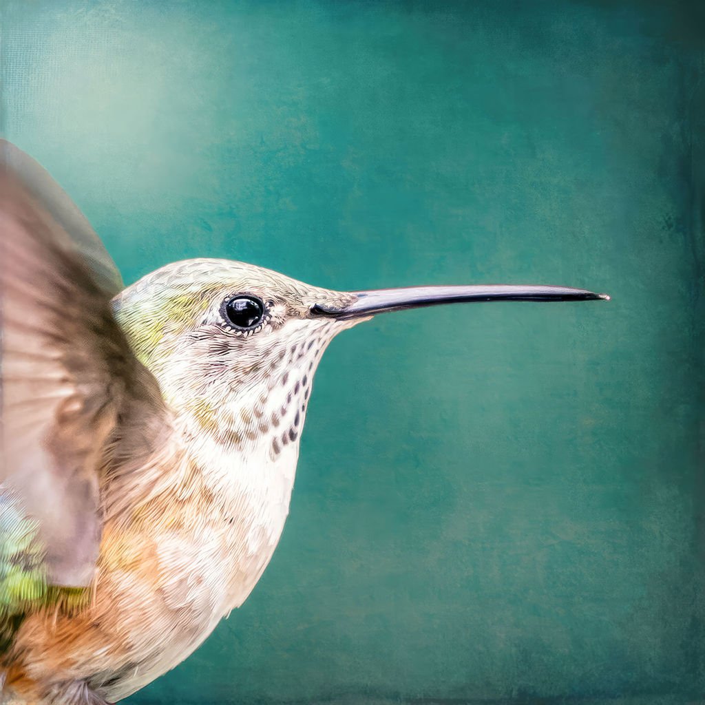 A closeup photo of a female hummingbird with a teal colored background.