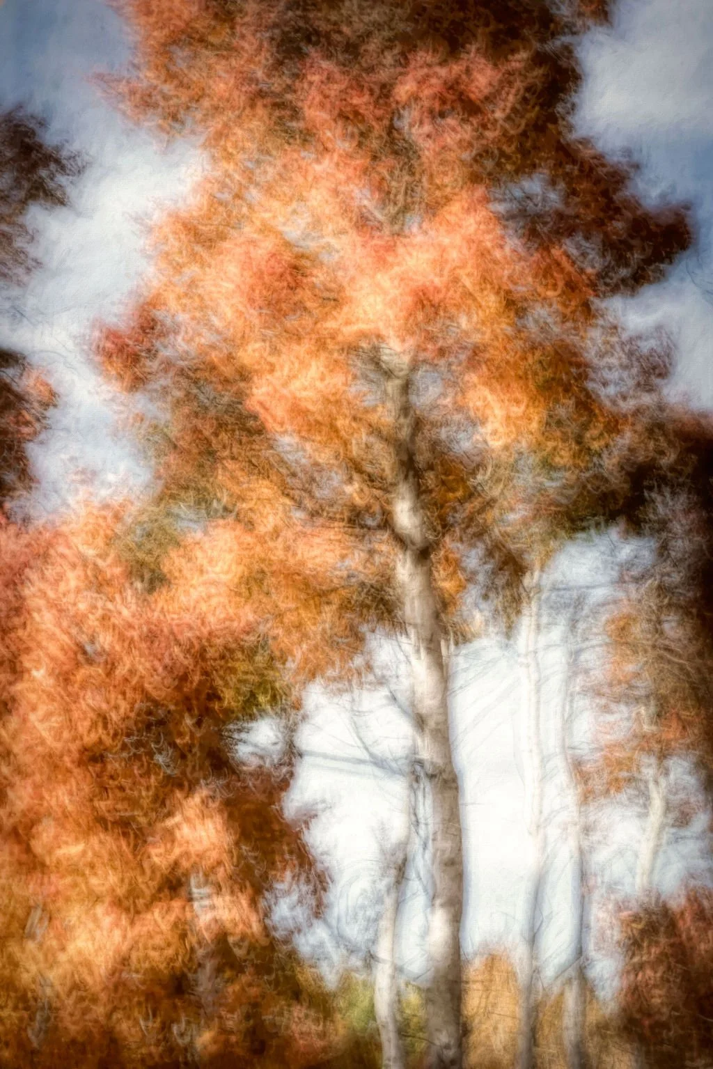 GOLDEN/ORANGE FALL FOLIAGE ABSTRACT ASPEN TREE IN AUTUMN LIGHT