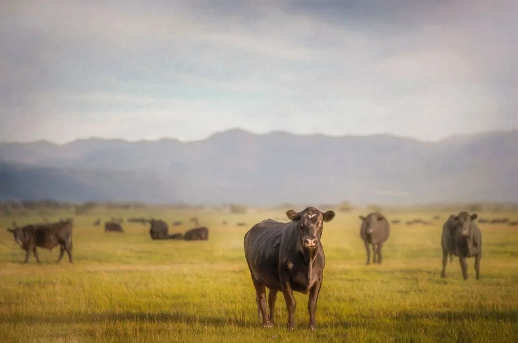 A herd of black cattle in a green pasture with mountains in the background. The atmosphere is hazy.
