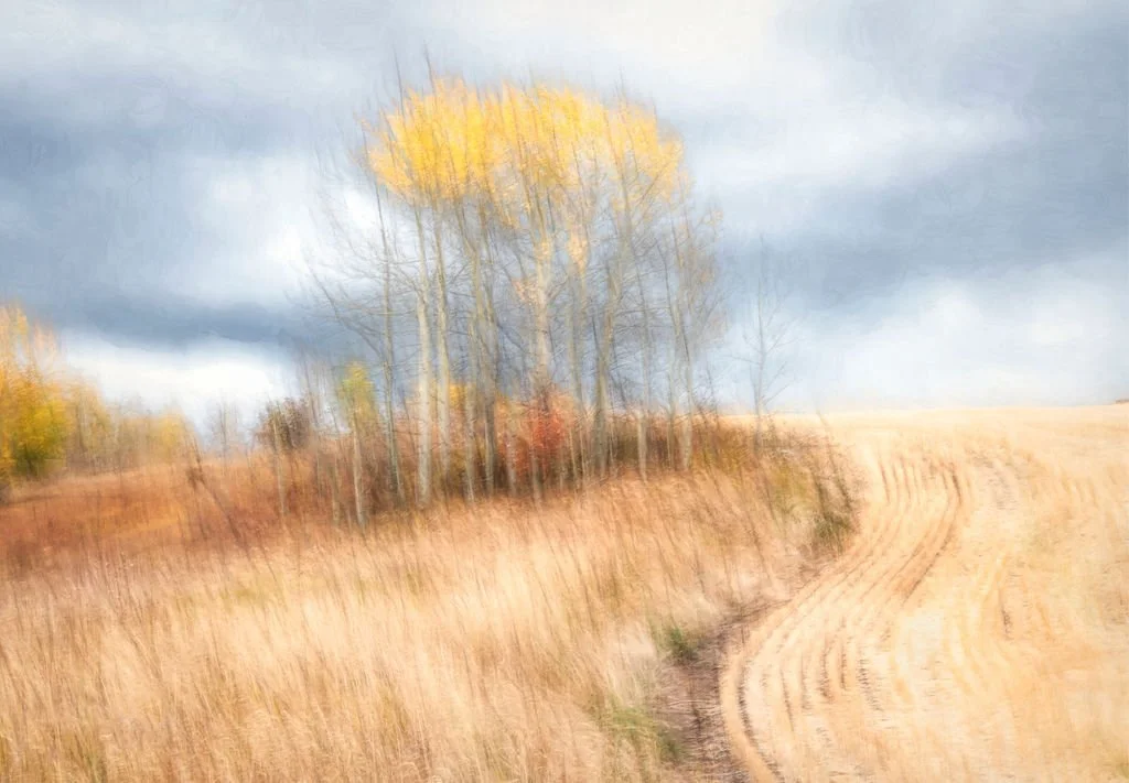 AUTUMN ASPEN TREES ABSTRACT PHOTO WITH FARM FIELD AND CURVED PATH UNDER STORMY SKY