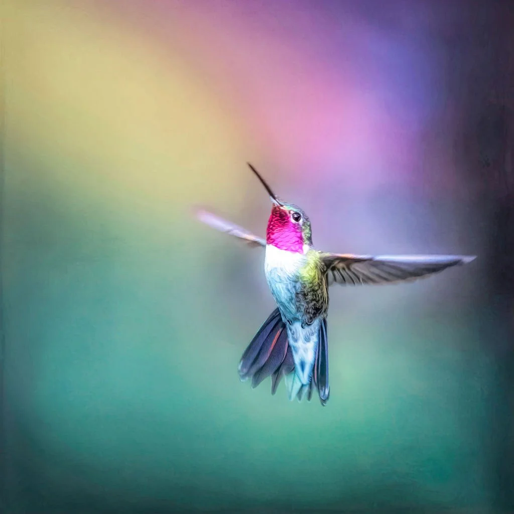 HUMMINGBIRD WITH IRIDESCENT PINK THROAT AND RAINBOW BACKGROUND
