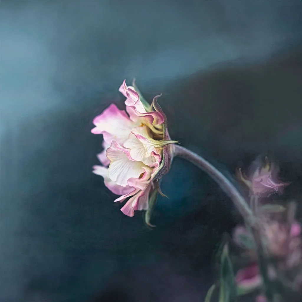 Soft pink and white flower with gently curled petals against a dark, moody background, photographed with a painterly, fine-art style.