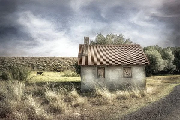 TINY ABANDONED MONTANA HOUSE WITH A RUSTED TIN ROOF BESIDE A COUNTRY ROAD AND GRAZING CATTLE
