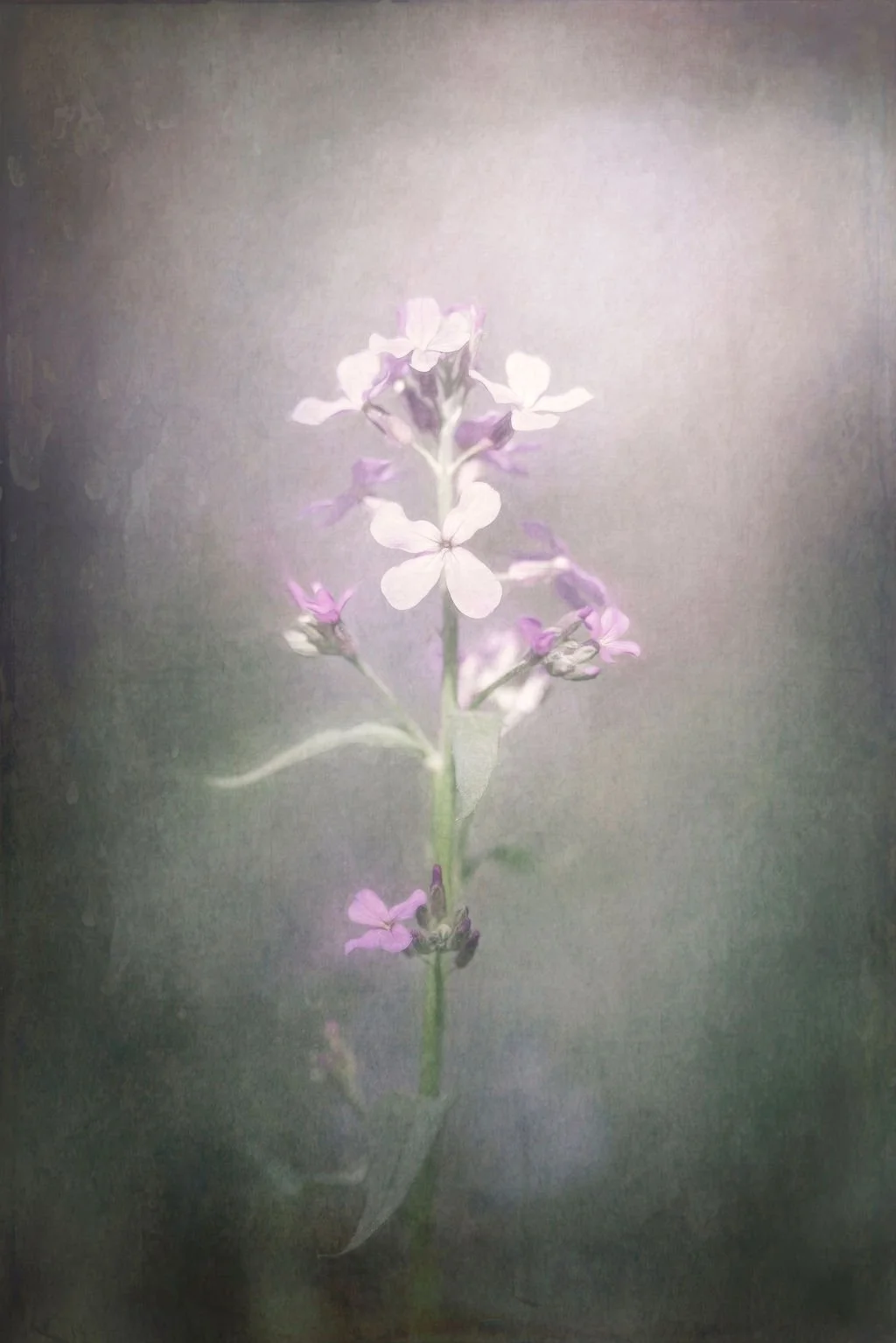 SOFT PURPLE WILDFLOWER ON TEXTURED BACKGROUNDFLORAL WALL DECOR