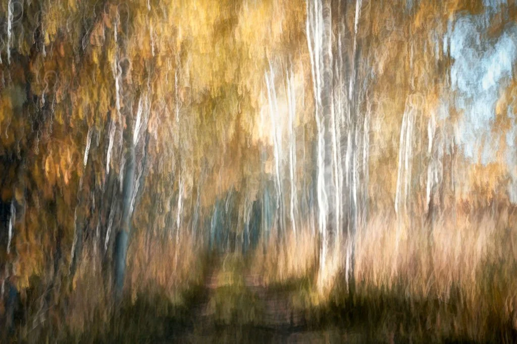 GOLDEN AUTUMN ASPENS ABSTRACT LANDSCAPE PHOTOGRAPHY PRINT