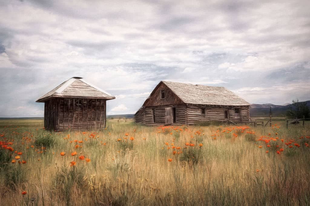 HISTORIC LOG CABIN AND OLD SHED IN POPPY FIELD