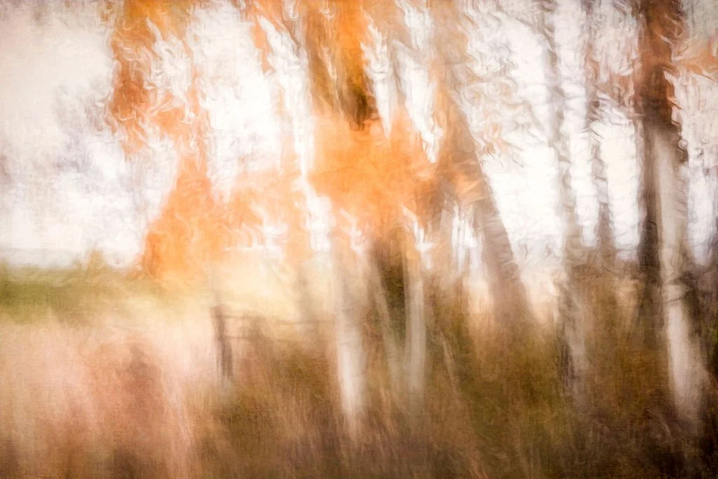 ABSTRACT RURAL AUTUMN SCENE AND 
ASPEN TREES WITH ORANGE FOLIAGE 