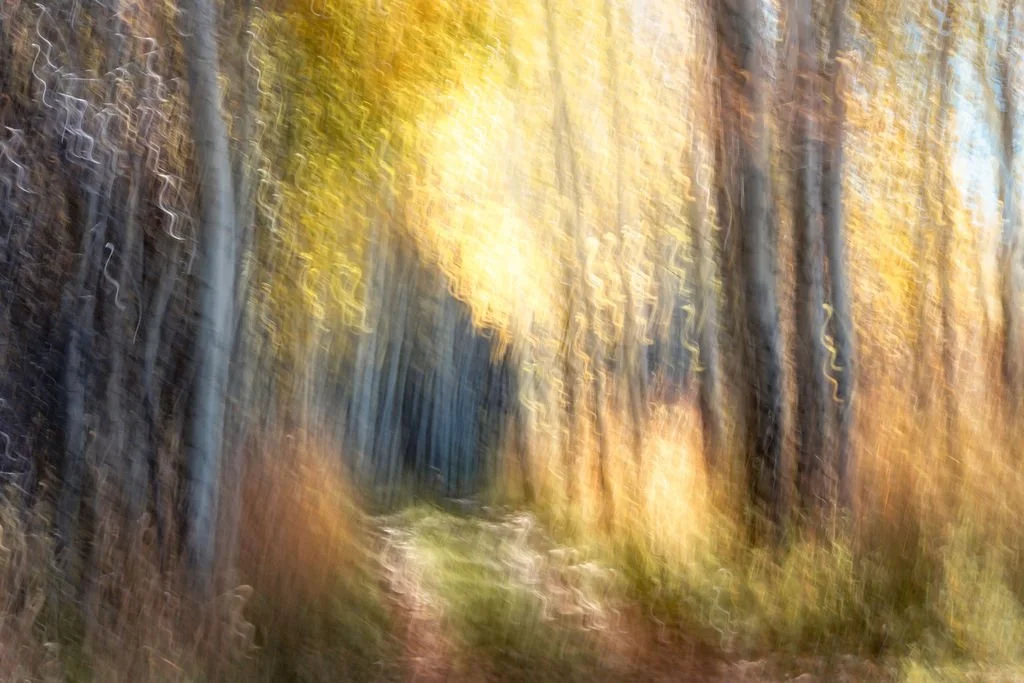 GOLDEN ASPEN FOREST PATH ABSTRACT LANDSCAPE