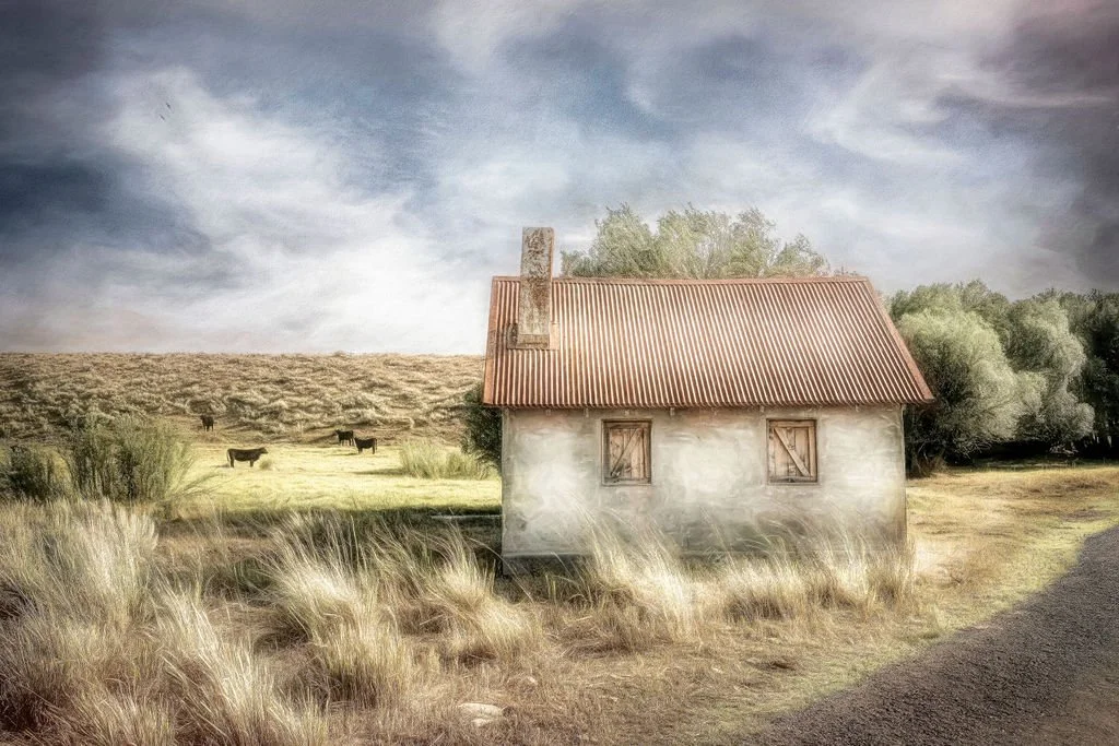 TINY ABANDONED MONTANA HOUSE WITH A RUSTED TIN ROOF BESIDE A COUNTRY ROAD AND GRAZING CATTLE