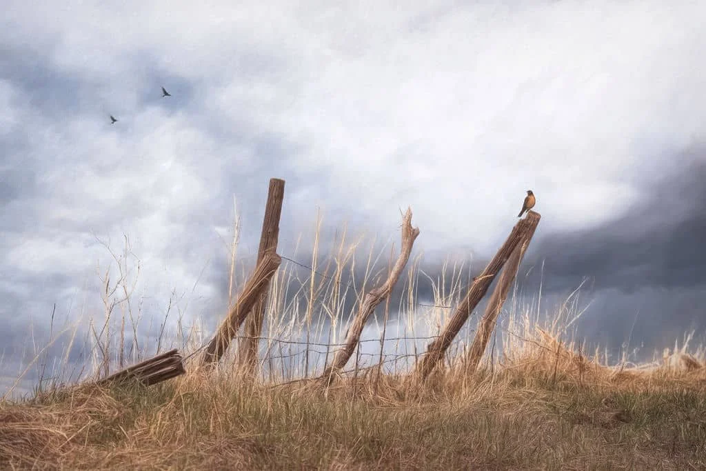 ROBIN ON WEATHERED FENCE POST UNDER STORMY SKY IN WYOMING