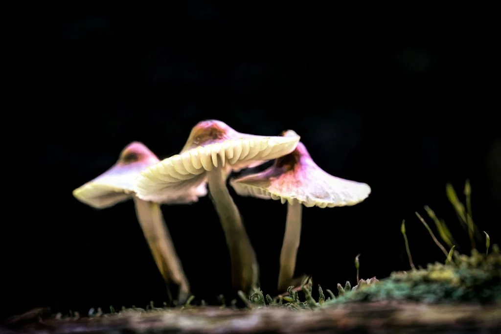 TRIO OF WILD MUSHROOMS WITH PURPLE CAPS