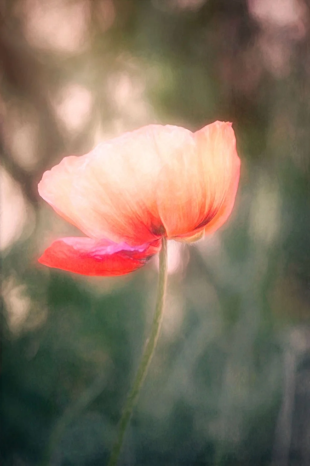 SOFT GLOWING POPPY FLOWER IN DREAMY SPRING LIGHT