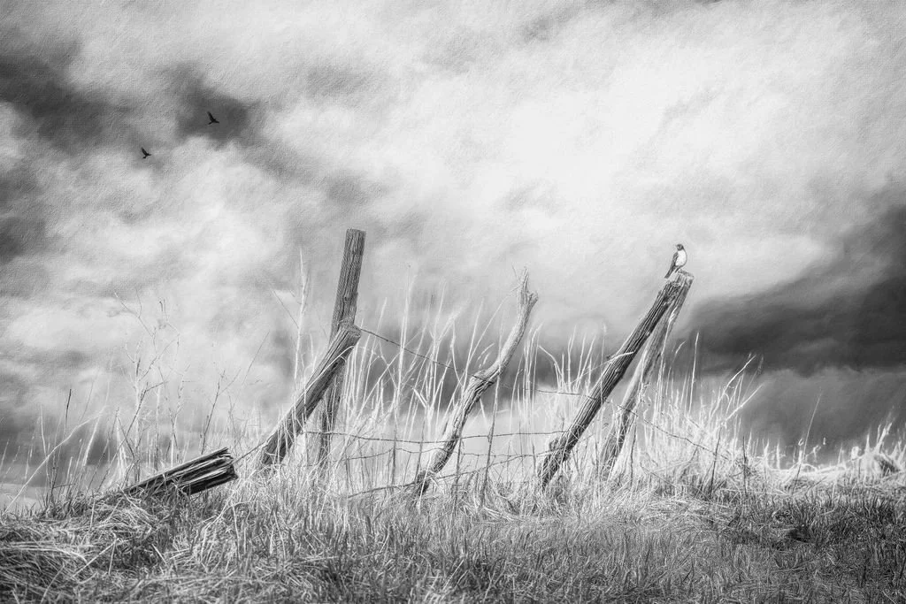 Fence Line Sentinel - Black and White Print Robin on Fence