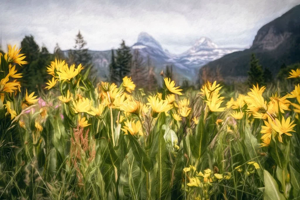 GOLDEN WILDFLOWERS WITH TETON MOUNTAIN BACKDROP
