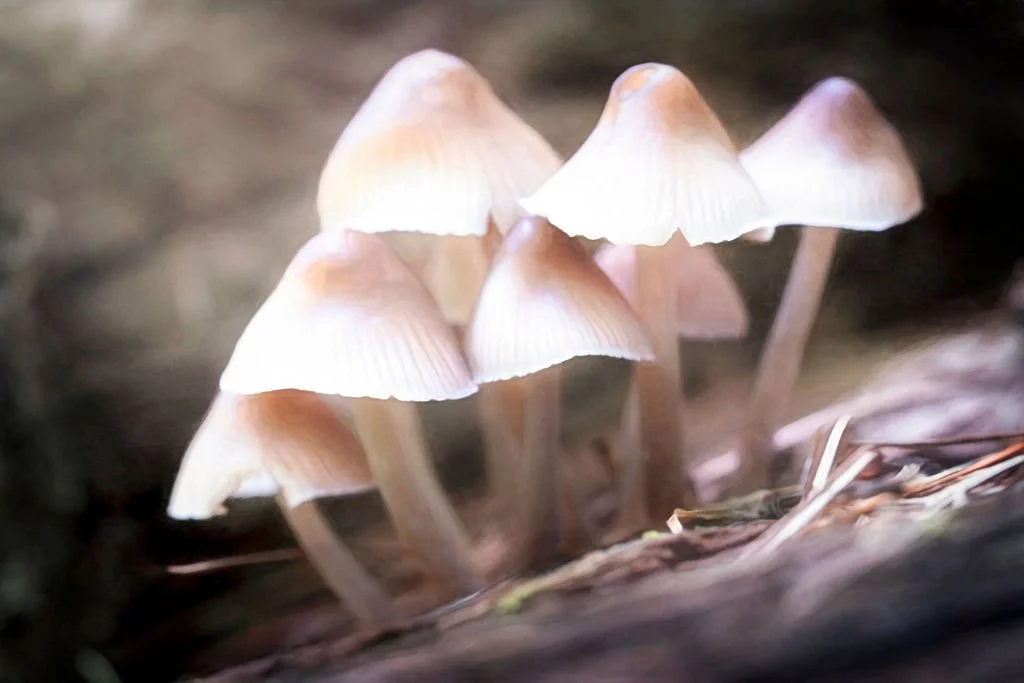 CLUSTER OF TINY MUSHROOMS ON FOREST FLOOR