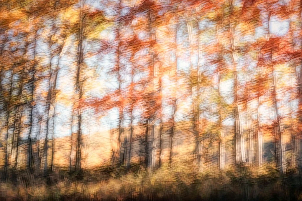AUTUMN FOREST ABSTRACT PHOTO WITH GOLDEN AND RUST-COLORED LEAVES IN WARM SUNLIGHT