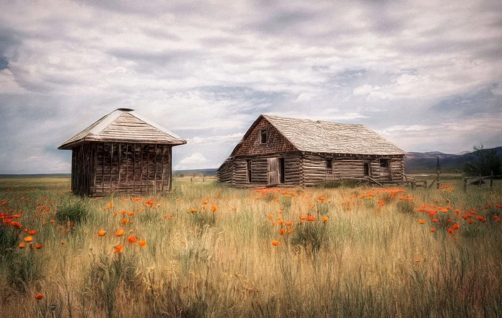 HISTORIC LOG CABIN AND OLD SHED IN POPPY FIELD